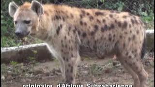 preview picture of video 'Safari de Peaugres -  La Hyène'