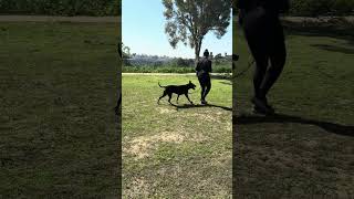 Video preview image #1 American Pit Bull Terrier-American Staffordshire Terrier Mix Puppy For Sale in Corona, CA, USA