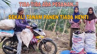 Download lagu TIBA-TIBA ADA PESANAN..!! SEKALI TANAM PANEN TIADA HENTI mp3 Download lagu TIBA-TIBA ADA PESANAN..!! SEKALI TANAM PANEN TIADA HENTI mp3