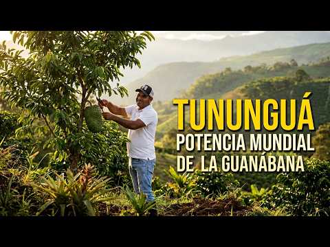 Tununguá Boyacá, la potencia de la guanábana y el crecimiento del campo   Magnífica Región Trece T3