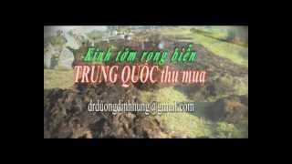 preview picture of video 'kinh tởm rong biễn Trung Quốc thu mua by ddhung'