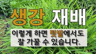 생강 재배 이렇게 하면 텃밭에서도 잘 가꿀 수 있습니다. #주말농장 #생강 가꾸기.