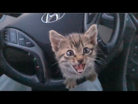 Abandoned kitten blocked my car and asked me for help.