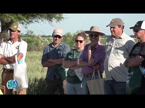 Cuidados y manejo de trigo en ensayo de la Cooperativa Freyre