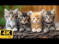 Baby Animals 4K 60FPS Mischievous Moments With Baby Animals And Relaxing Music