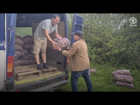 En Ukraine, la FAO a distribué des semences de pommes de terre aux agriculteurs.