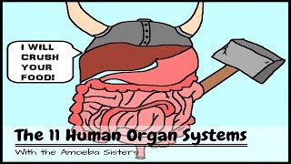 Human Body Systems: The 11 Champions