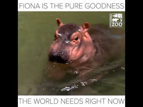 Baby Hippo Fiona so cute with a happy smile