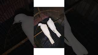 Australian White Dove ❤️