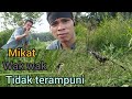 Mikat Kali Ini Cuman Sebentar Dah Dapat Tiga Ekor Wak Wak Tidak Terampuni