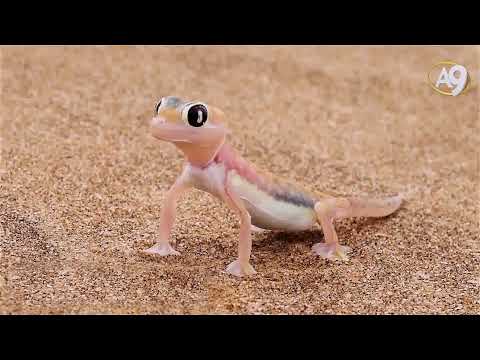 Doğadan Keşfe - Geko Kertenkelerindeki Yapışkan Teknolojisi