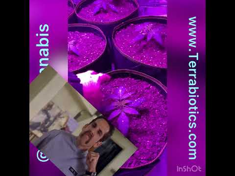 Carebear F3 autoflower start of week 2 Terrabiotics feeding! Firebudz genetics!
