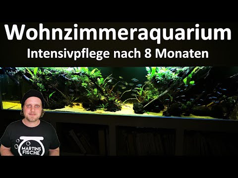 WOHNZIMMERAQUARIUM - Intensivpflege nach 8 Monaten