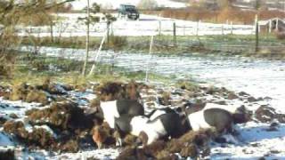 preview picture of video 'Spillers Farm's Piglets playing in the snow'