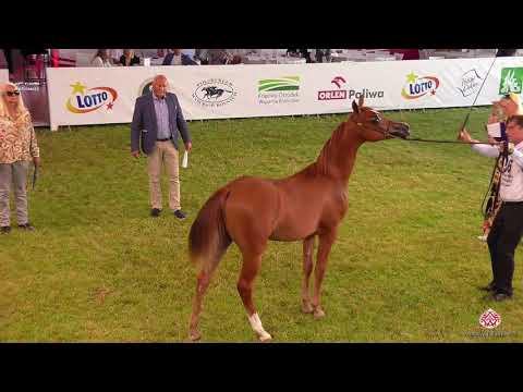N 66 CHICAGO   2020 PRIDE OF POLAND   42nd Arabian Horse National Show   Yearling Colts Class 4A