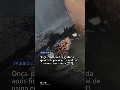 Onça-pintada é resgatada após ficar presa em canal de usina em Juscimeira (MT)