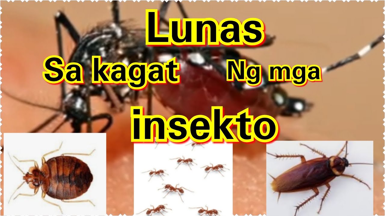 Gamot sa kagat ng mga Lamok, Langgam, ipis, surot at sakit sa balat|Halamang Gamot para sa kati kati