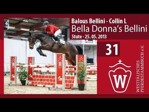 31 Bella Donna‘s Bellini Stute v. Balous Bellini - Collin L