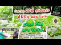 Perches 20න් ආරම්බයේදිම 60Kg කැඩුව වගාව Dilco Plantation P