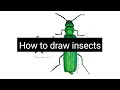 Art video : Spanish fly is an emerald green beetle