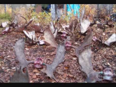 Self Guided Moose & Black Bear with Triple C Outfitters Alaska