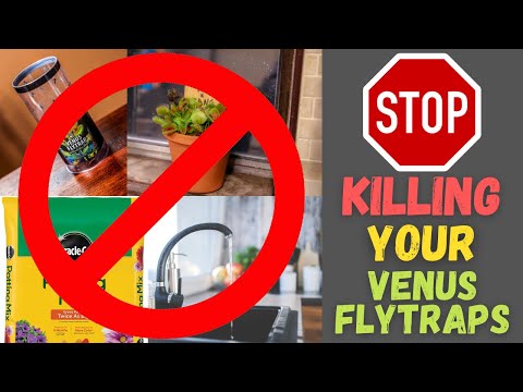 Top 6 Reasons Beginners FAIL Growing Venus Flytraps + Care Tips For Healthy Carnivorous Plants