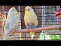 1 hour of Budgies - Beryl and Moon First Time Outside