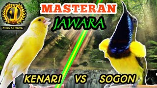 Download lagu KENARI VS SOGON (Sogok Ontong) - Masteran Tembakan Rolll Dann Speed Rapatt || Masteran Istimewa mp3 Download lagu KENARI VS SOGON (Sogok Ontong) - Masteran Tembakan Rolll Dann Speed Rapatt || Masteran Istimewa mp3