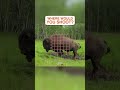 Big Bison at 30 Yards, what's your spot? #hunting #questions #bison #buffalo