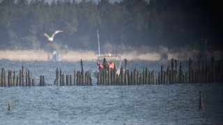 Feds Kill Thousands of Cormorants to Save Salmon