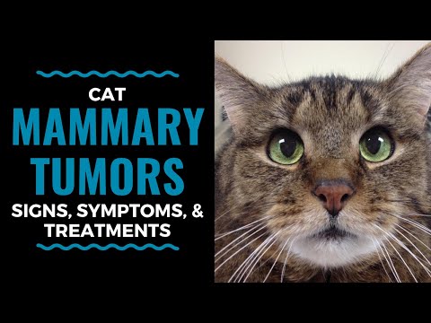 Cat Mammary Tumors: Signs, Symptoms, and Treatments: Vlog 92