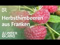 Herbsthimbeeren Schmackhaft Aber Empfindlich Unser Land BR Fernsehen