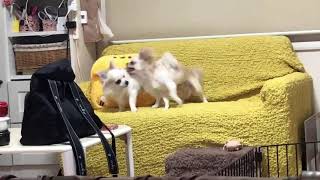 チワワのレオくんとルウくん１９～ソファの上は戦場～