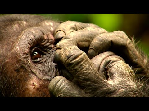 Animals Like Us - Animal Medicine