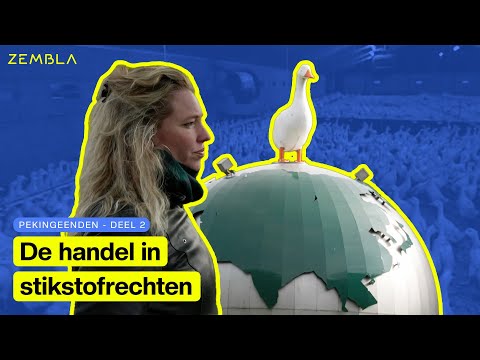 Wat gebeurt er met de stikstofrechten van leegstaande eendenhouderijen? | Deel 2/2 | Zembla
