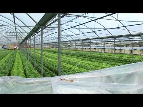 Campo sperimentale di lattuga concimata con compost