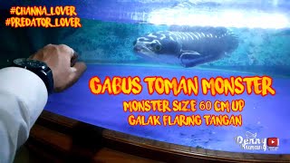 Download lagu GABUS TOMAN MONSTER | GALAK | KOLEKSI PRIBADI RAWATAN LAMA | TULANG BAWANG-LAMPUNG mp3 Download lagu GABUS TOMAN MONSTER | GALAK | KOLEKSI PRIBADI RAWATAN LAMA | TULANG BAWANG-LAMPUNG mp3