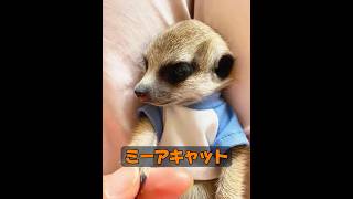 これはどんな動物ですか？ #自然 #動物プロダクション #動物 #animals #癒し