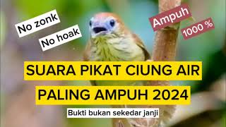 Download lagu SUARA PIKAT CIUNG AIR CORENG PALING AMPUH,MP3 PIKAT BURCILPALING JITU PANGGIL BURUNG SEKEBON mp3