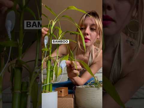 Will this bamboo plant sing? 🎍Let’s tune in with PlantWave. #plantmusic #plantwave #bamboo #nature