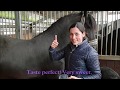 Taste Horse Milk Friesian Horse