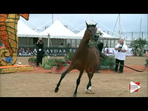 N.92 VIVALDI REGALIS - Menton 2016 - Yearling Colts (Class 6A)