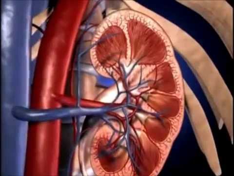 Sistema Excretor urinário - Funcionamento - 3D