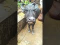 Big Buffalo Sound Part 31 Animals Sound Village Buffalo Shorts Shortsvideo Big