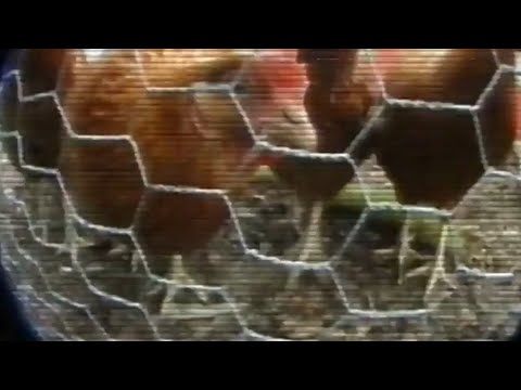 Big Brother | Pilot Season Trailer | 2000