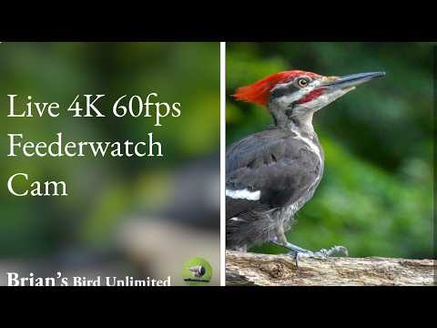 (New)🔴LIVE Bird Cam In 4K 60 FPS! Brian's Birds Unlimited FeederWatch Cam at Ohio #Live
