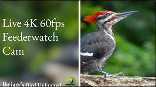 Ohio · Nature view live stream