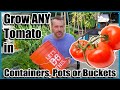 How To Grow Tomatoes In Containers Pots Or Buckets Container Gardening