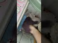 Numpang Kamar Mandi Tetangga Yg Lagi Rame Di Mlm Tujuh Belasan Lumayan Dpt Kancut Anak Kuliahan