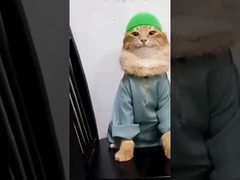 Muslim cat meme #muslim #cat #meme # tob tobi tob